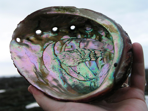 Abalone what is 15 Benefits