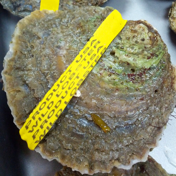 Oyster Triple Threat Three Favorites This Winter Element Seafood