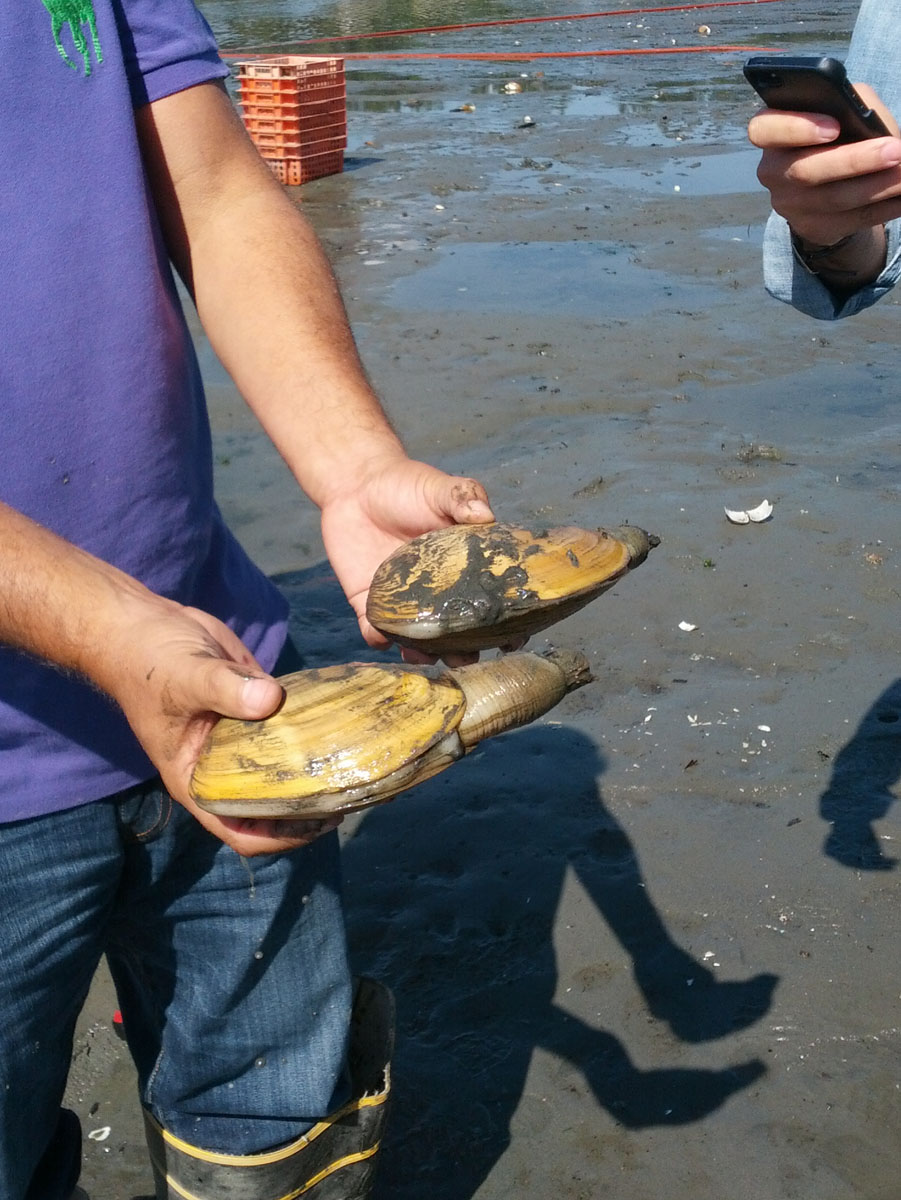 How to Dig a Geoduck Element Seafood
