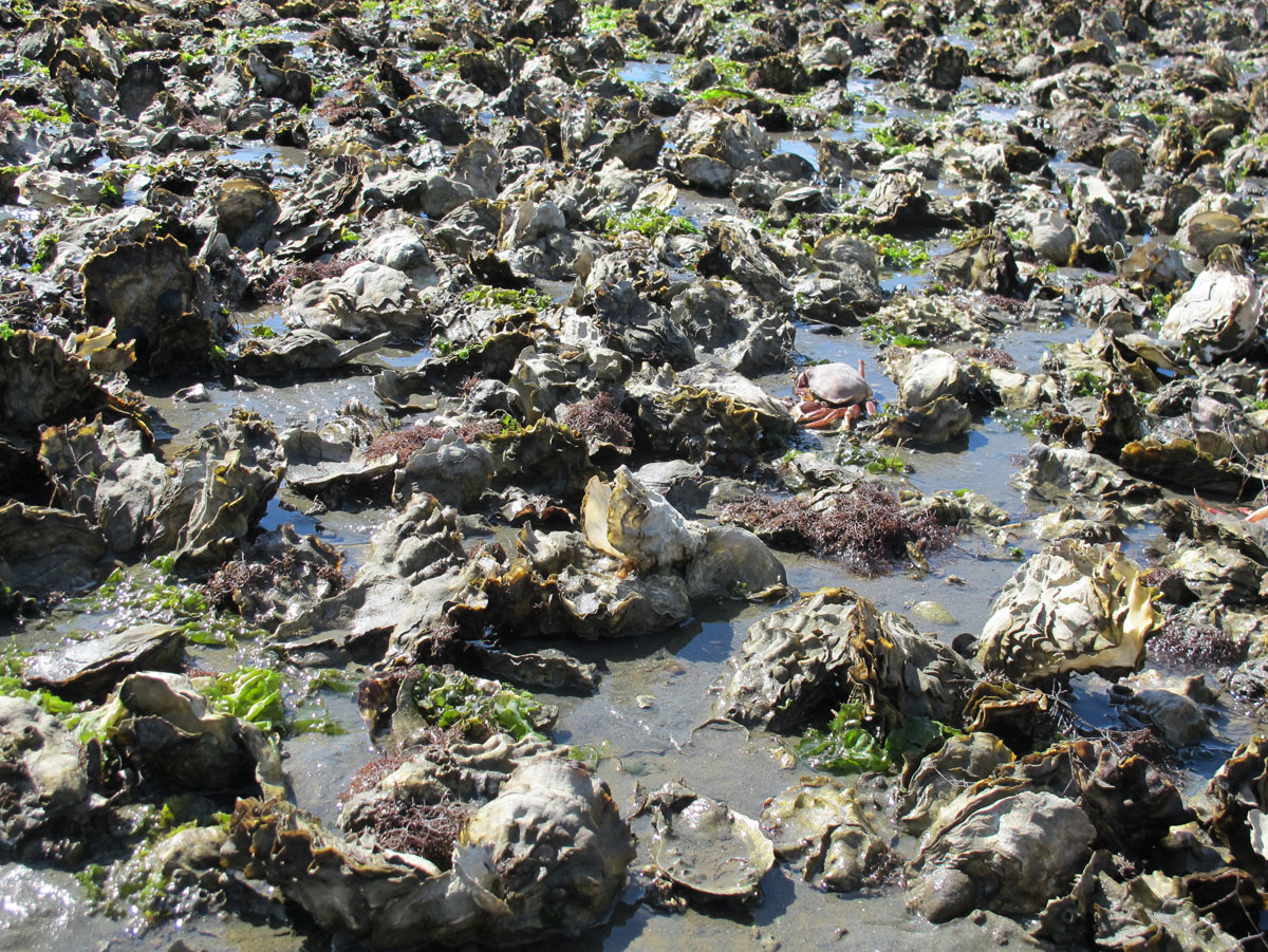 A Day on the Oyster Beach Element Seafood