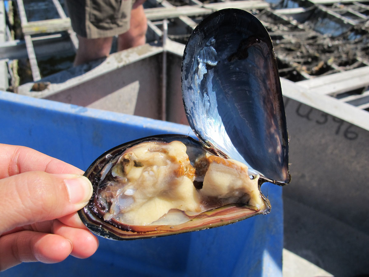 Rafting with Mussels on Puget Sound Element Seafood
