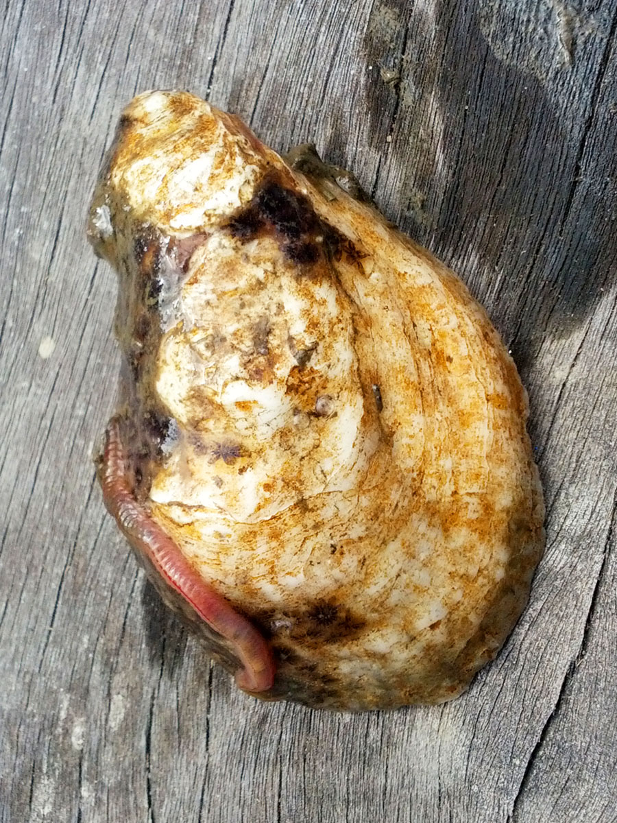 Oyster Garden Tales A Cage Full of Worms Element Seafood