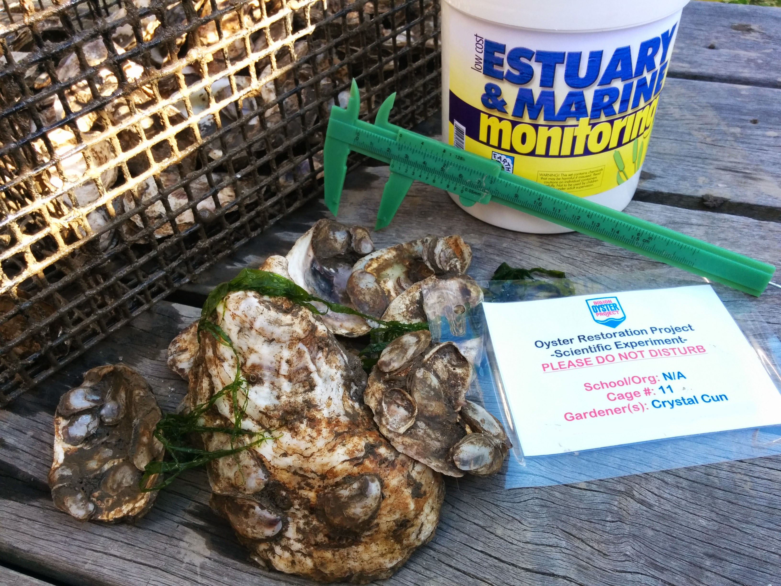 An Oyster Hatchery Grows in New York City Element Seafood