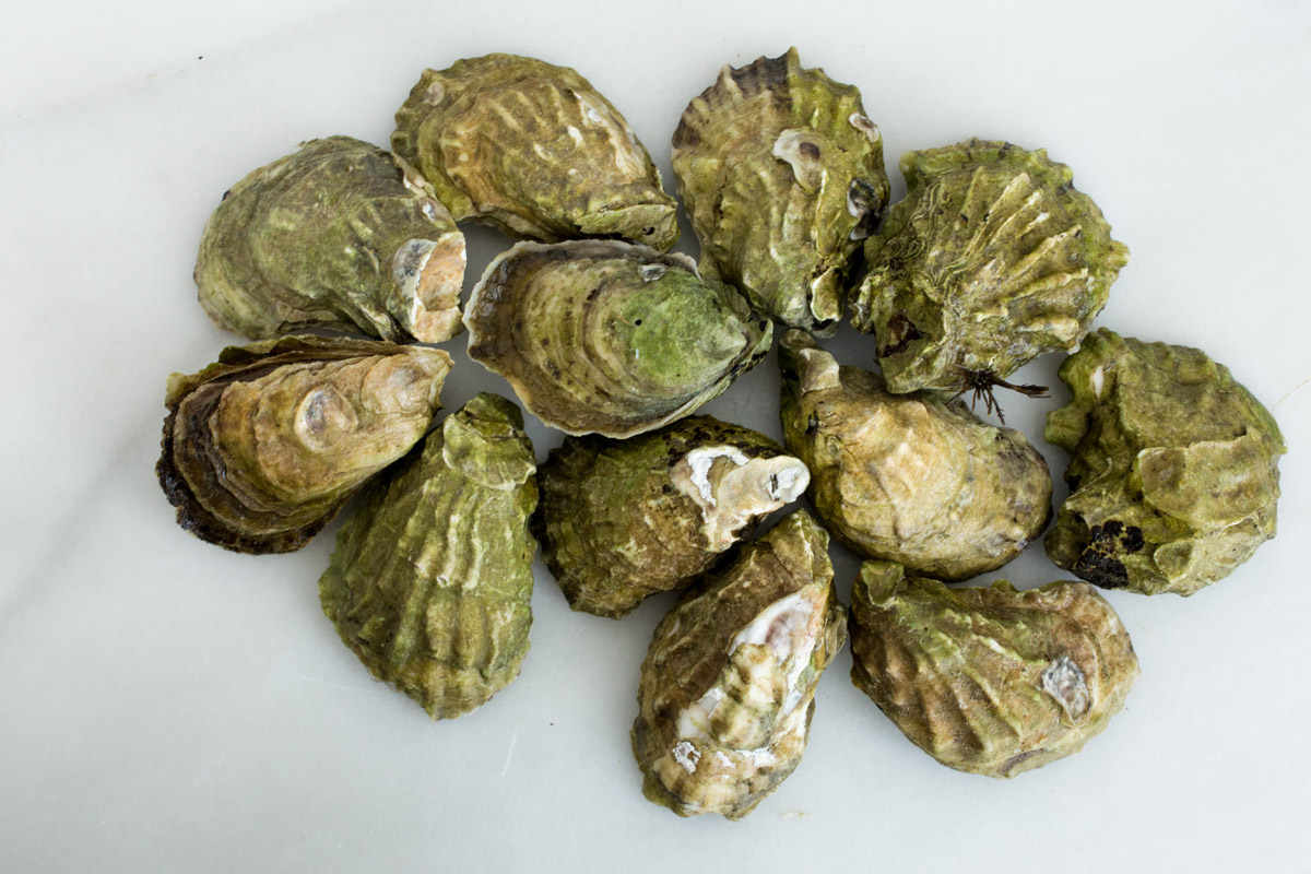Wellfleet Oysters (MA) Element Seafood