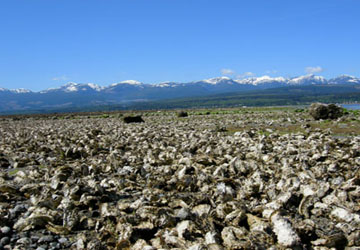 Fanny Bay Oysters