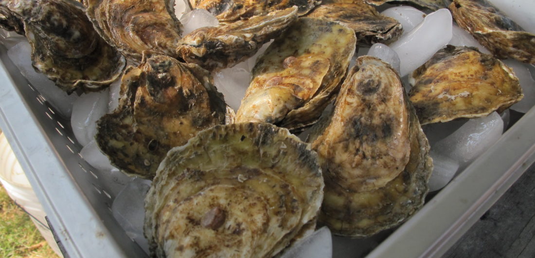 Storing & Shucking - Colville Bay Oyster Company