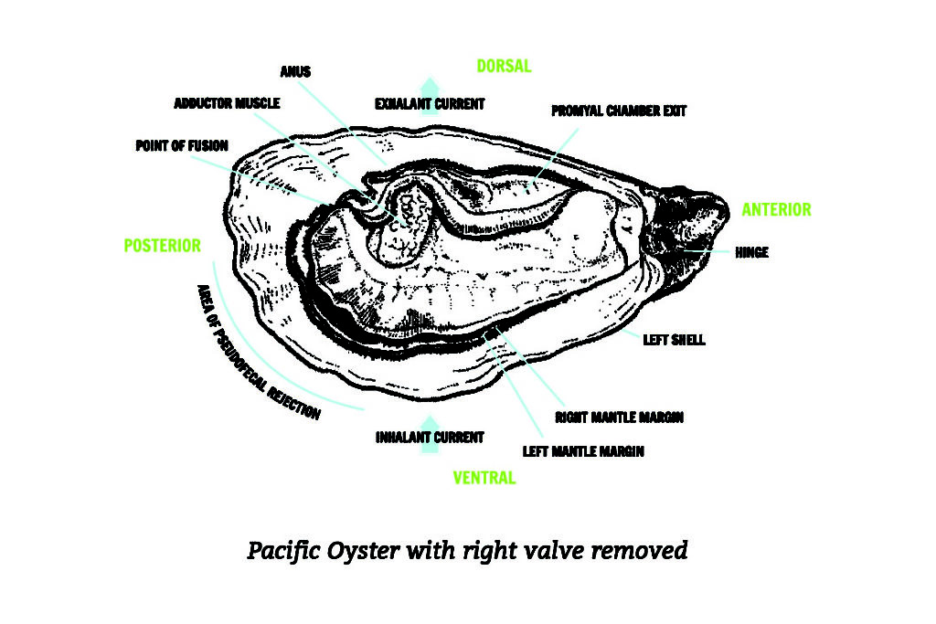 How to Shuck an Oyster Element Seafood