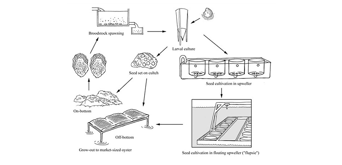 Oyster Grading Chart