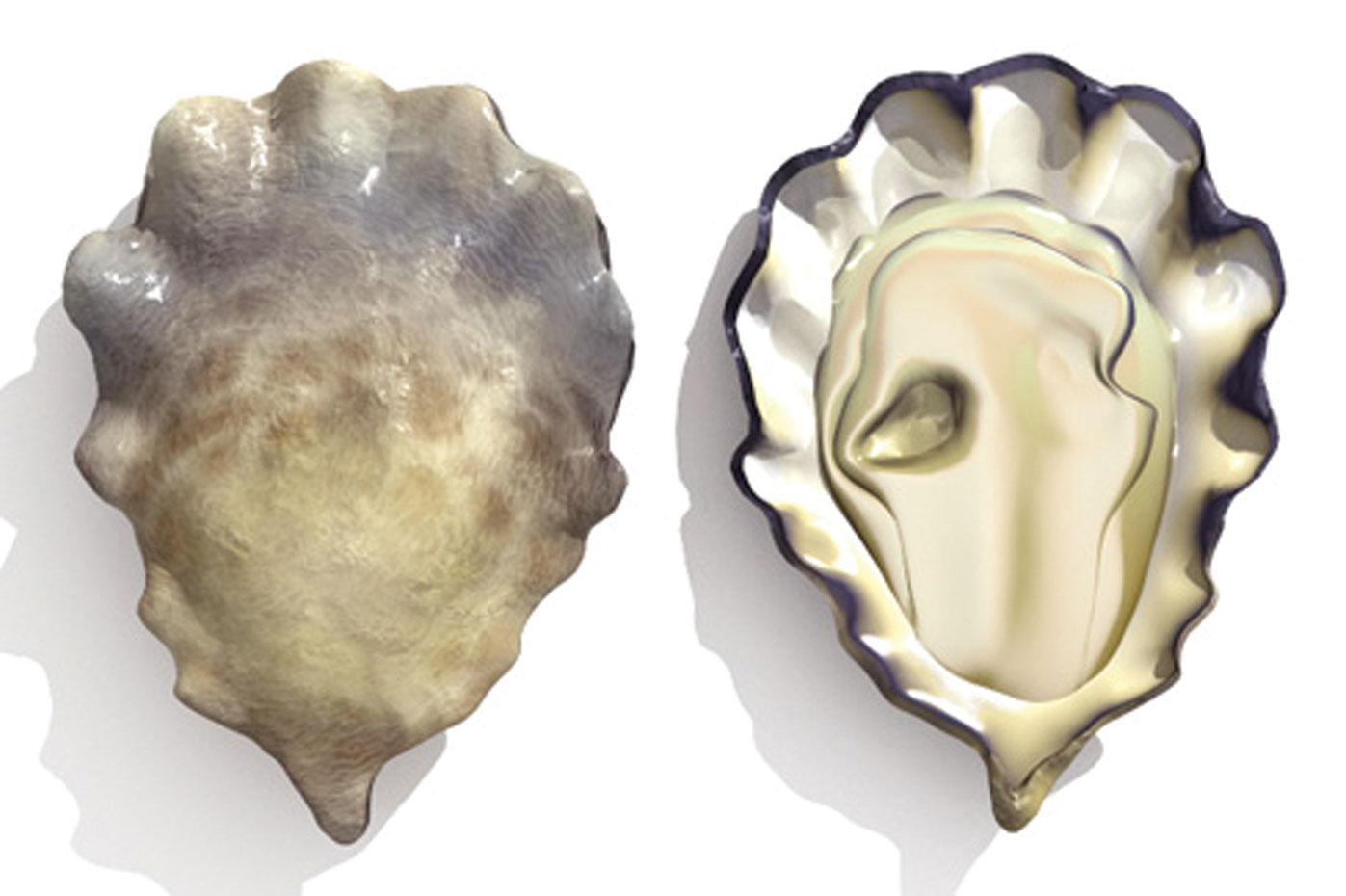 The 5 Species of Oysters (That You’ll Eat in the US) Element Seafood