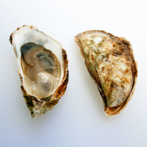 Malpeque Oysters (PEI) Element Seafood