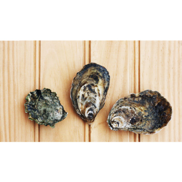 Picture of three oysters included in Element's sampler